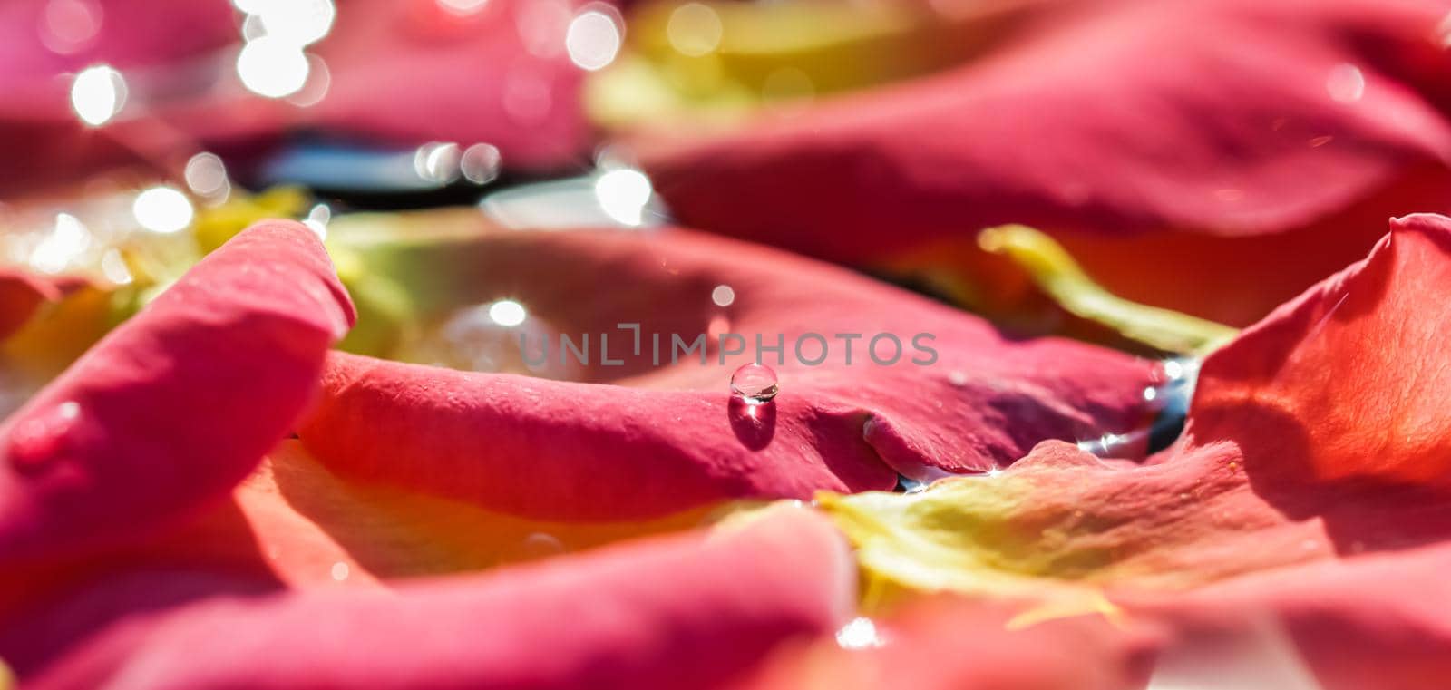Red yellow rose petals with drops of water. Aromatherapy and spa concept. Blurred floral natural background