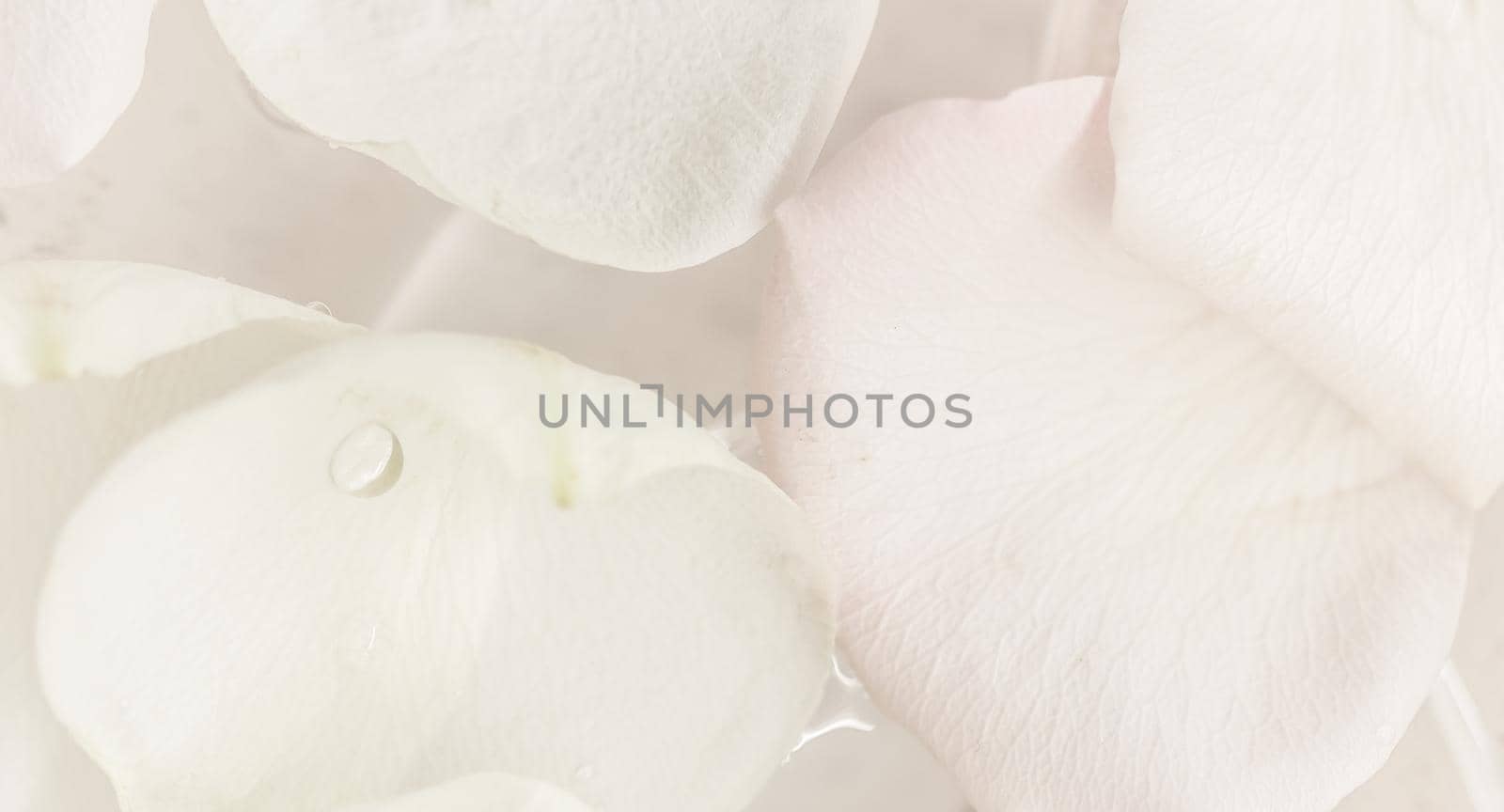 Soft focus, abstract floral background, white rose flower. Macro flowers backdrop for holiday brand design by Olayola