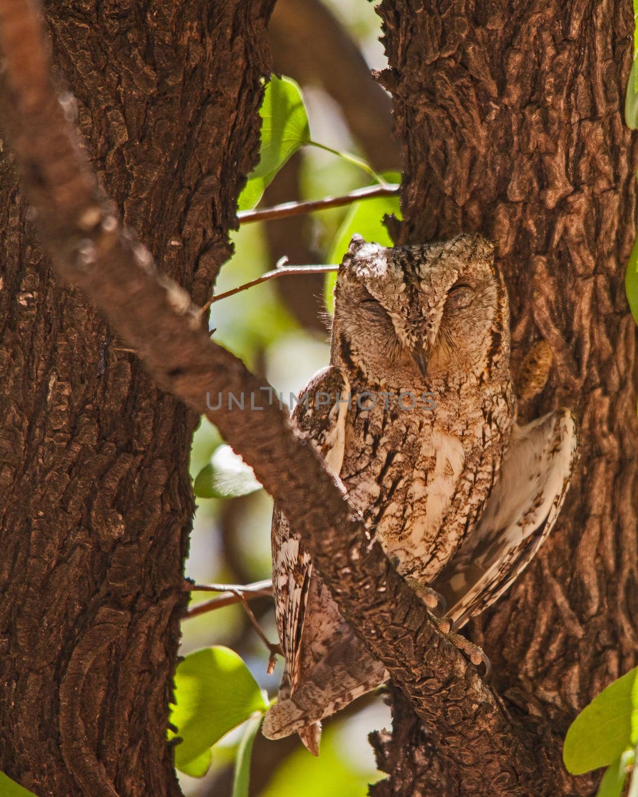 African Scops-Owl (Otus senegalensis) resting in a Mopane tree