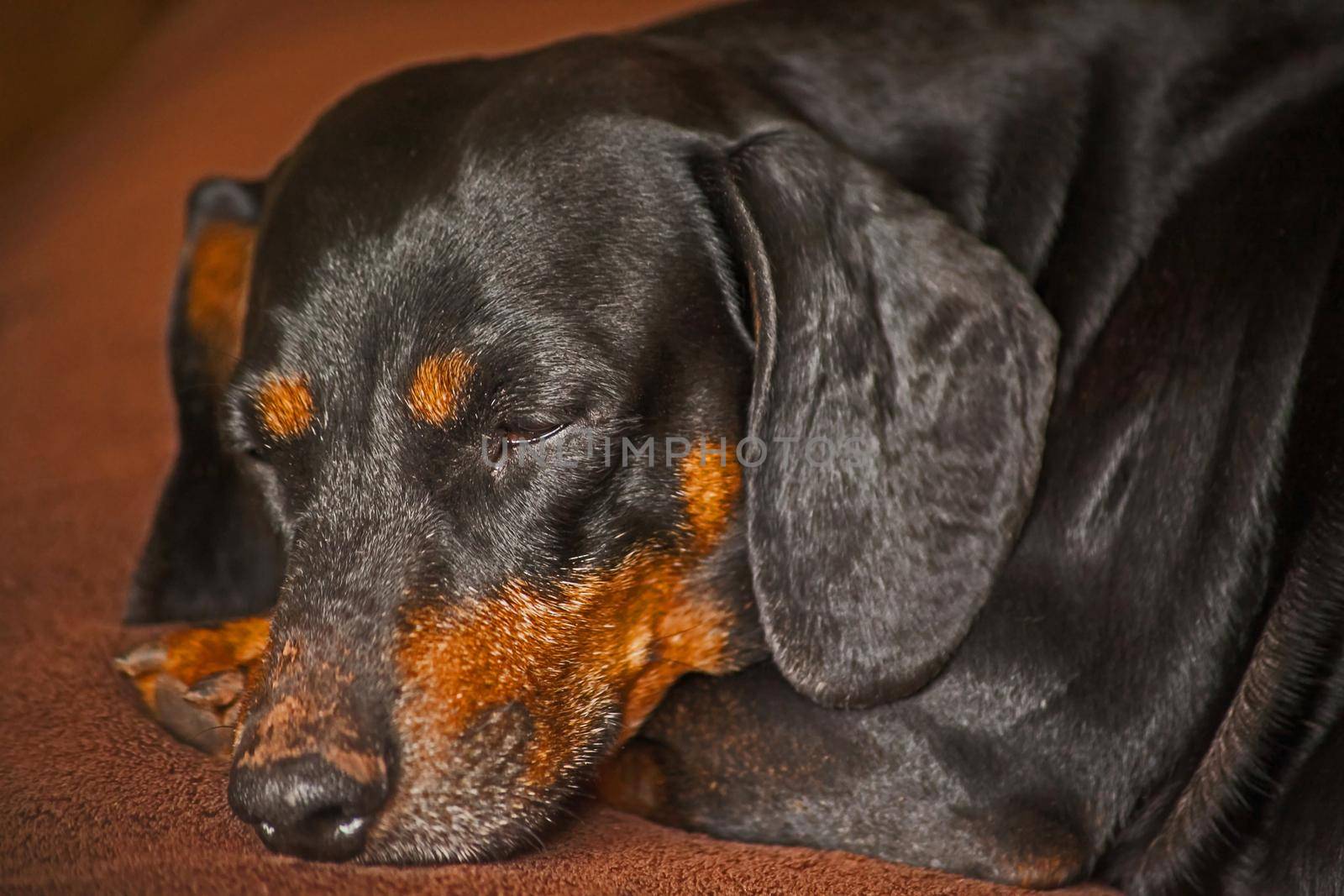 Drowsy Dachshund on a brown blanket