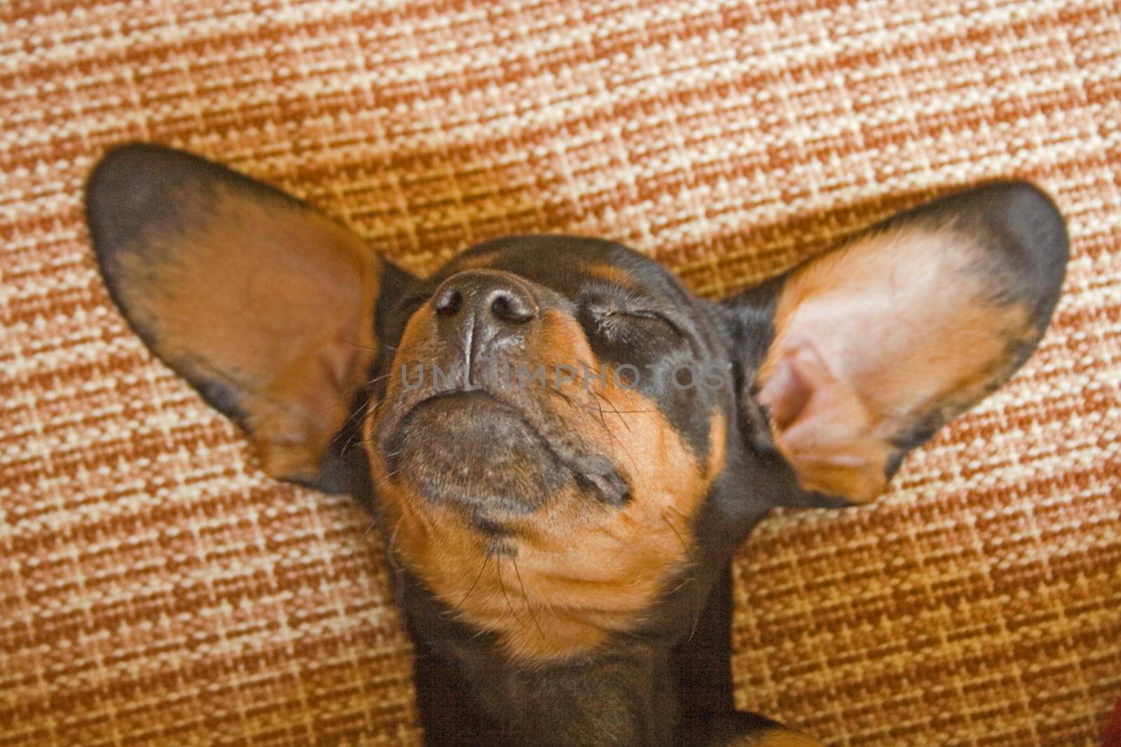 Dachshund Puppy taking a well deserved nap after a morning of hard play