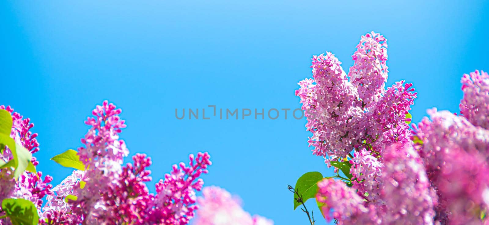 Lilac branches on a background of blue sky. Flowering bush. Blue sky. pink lilac. Summer. Copy spase.