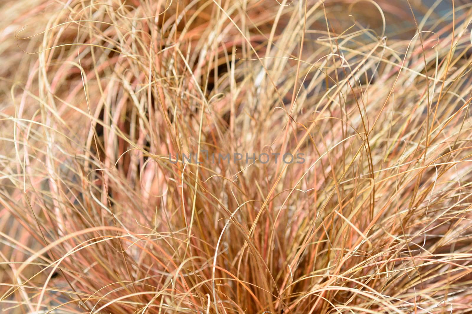 Bronze New Zealand hair sedge by nahhan