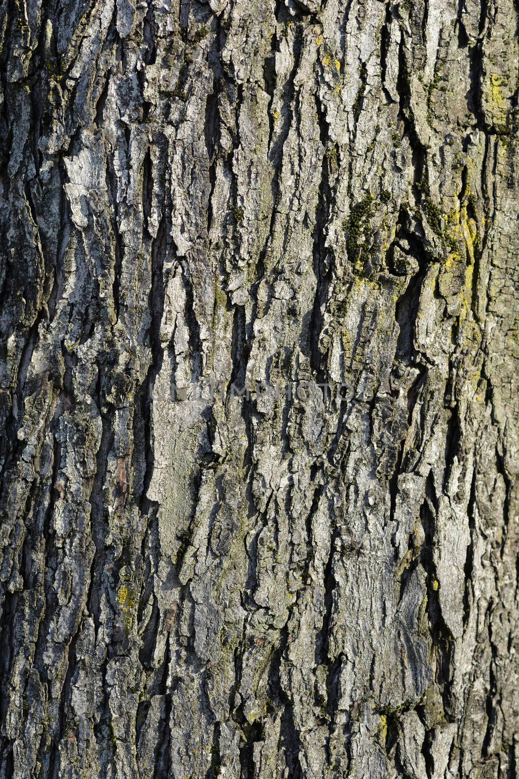 Silver maple bark detail - Latin name - Acer saccharinum