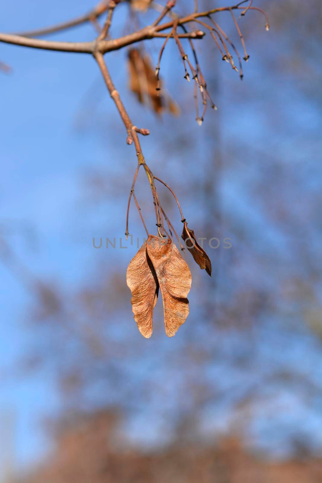 Norway maple seeds on branches - Latin name - Acer platanoides