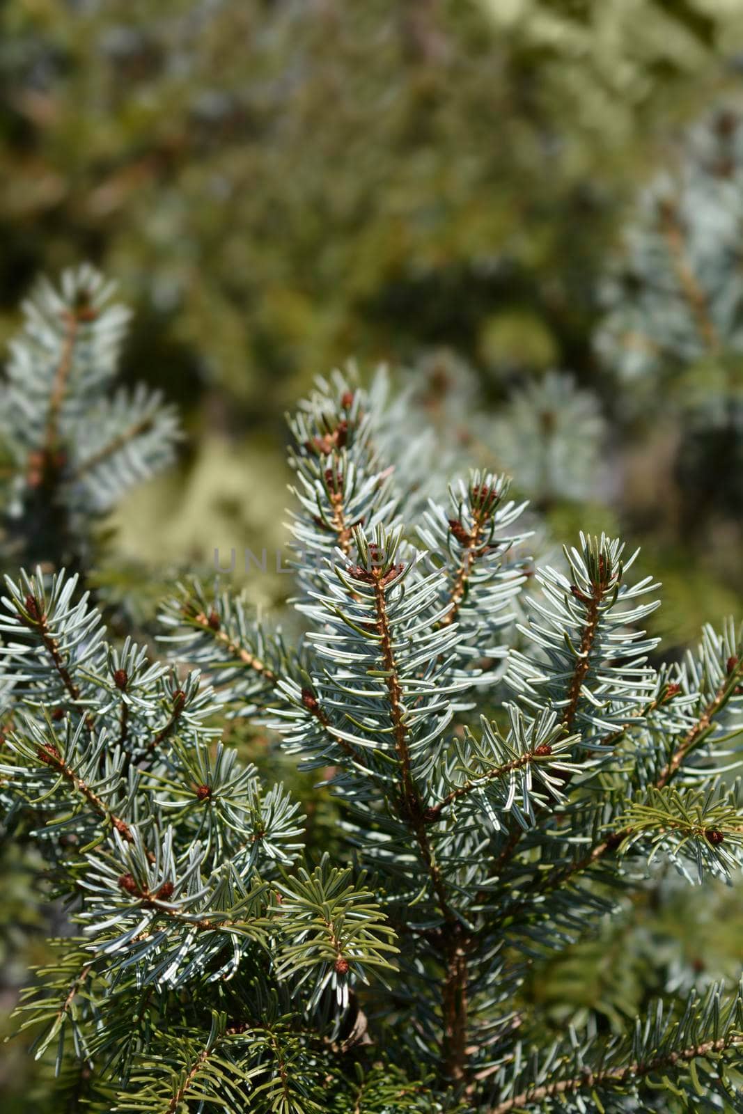 Serbian spruce - Latin name - Picea omorika
