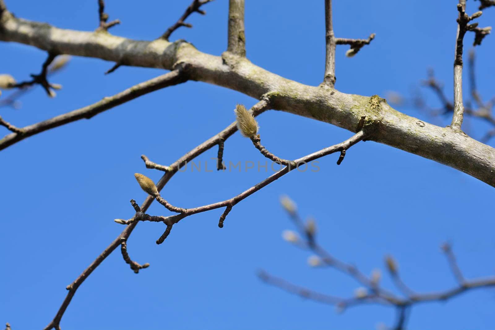 Kobus magnolia branch with flower bud - Latin name - Magnolia kobus