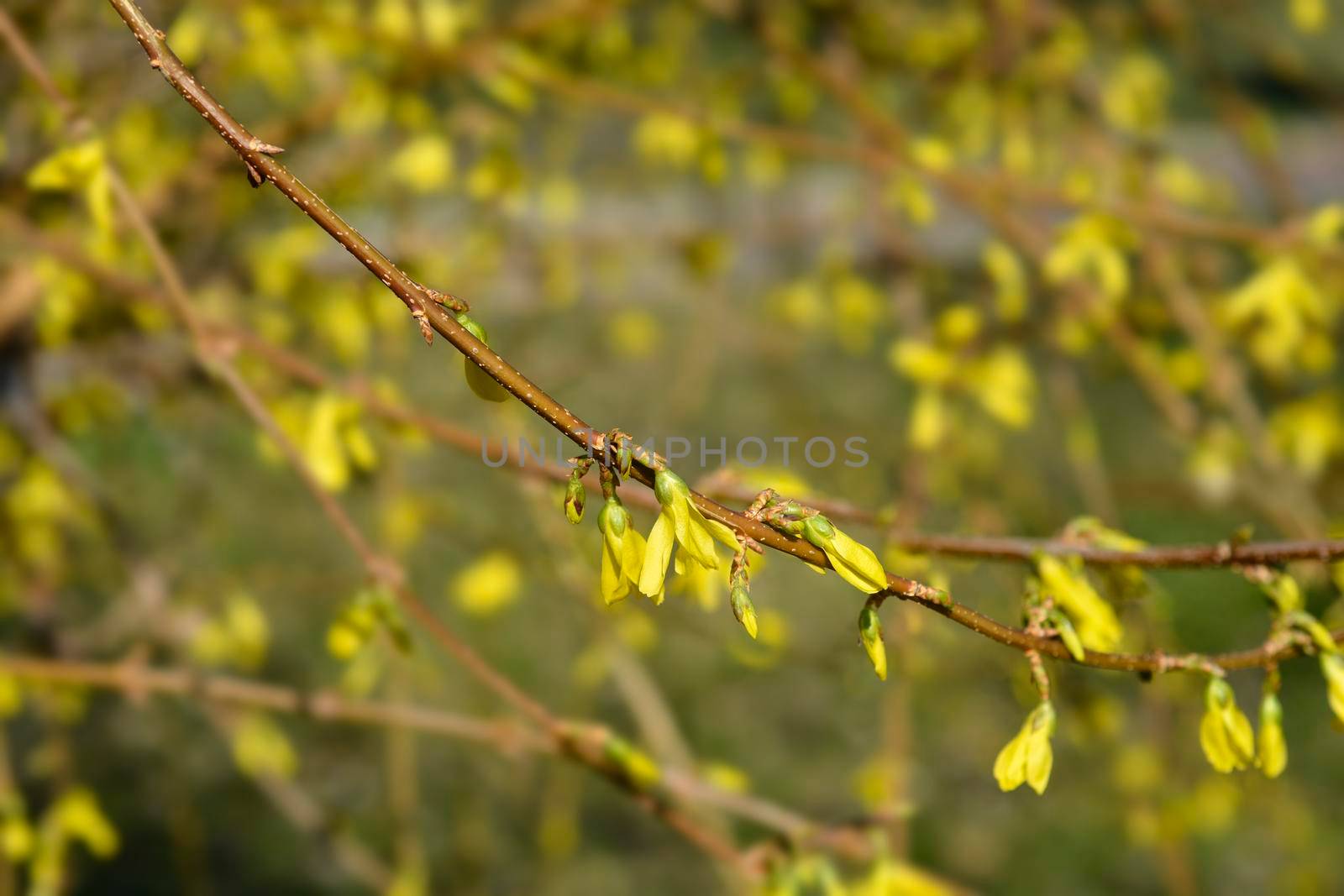 Weeping forsythia yellow flowers - Latin name - Forsythia suspensa