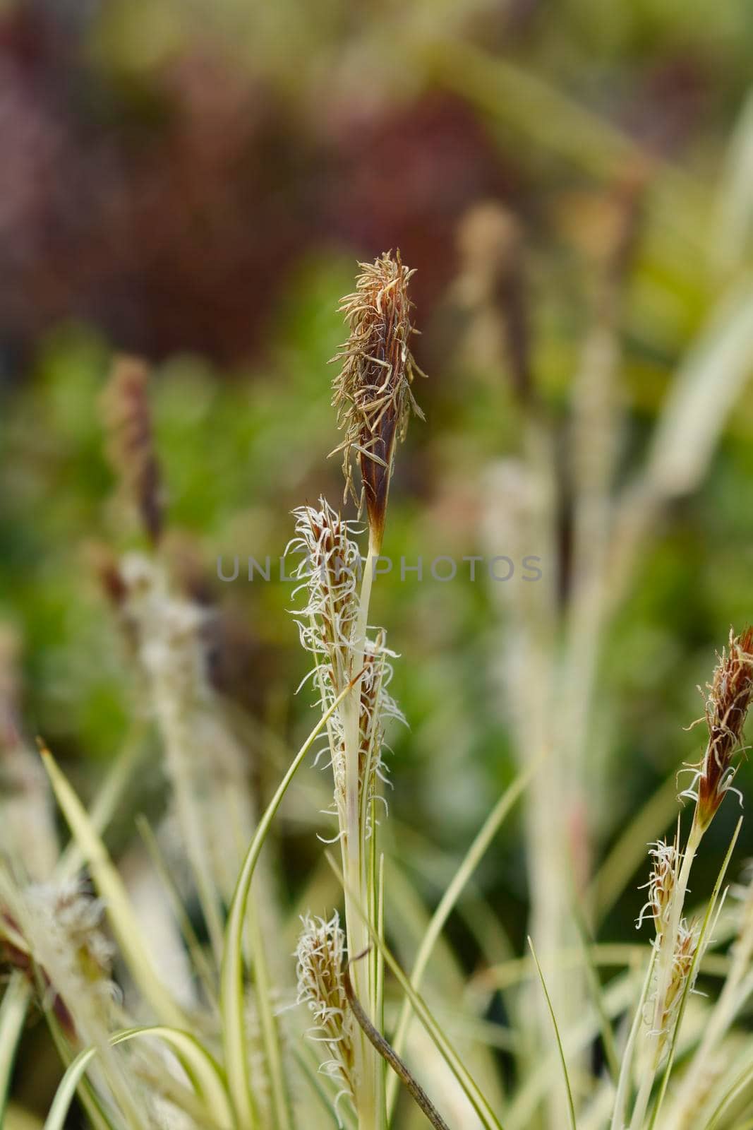 Striped Weeping Sedge Evergold flowers - Latin name - Carex oshimensis Evergold