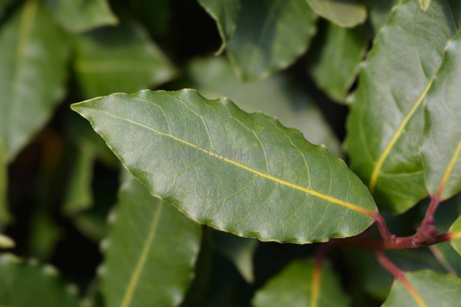 Laurel leaves - Latin name - Laurus nobilis