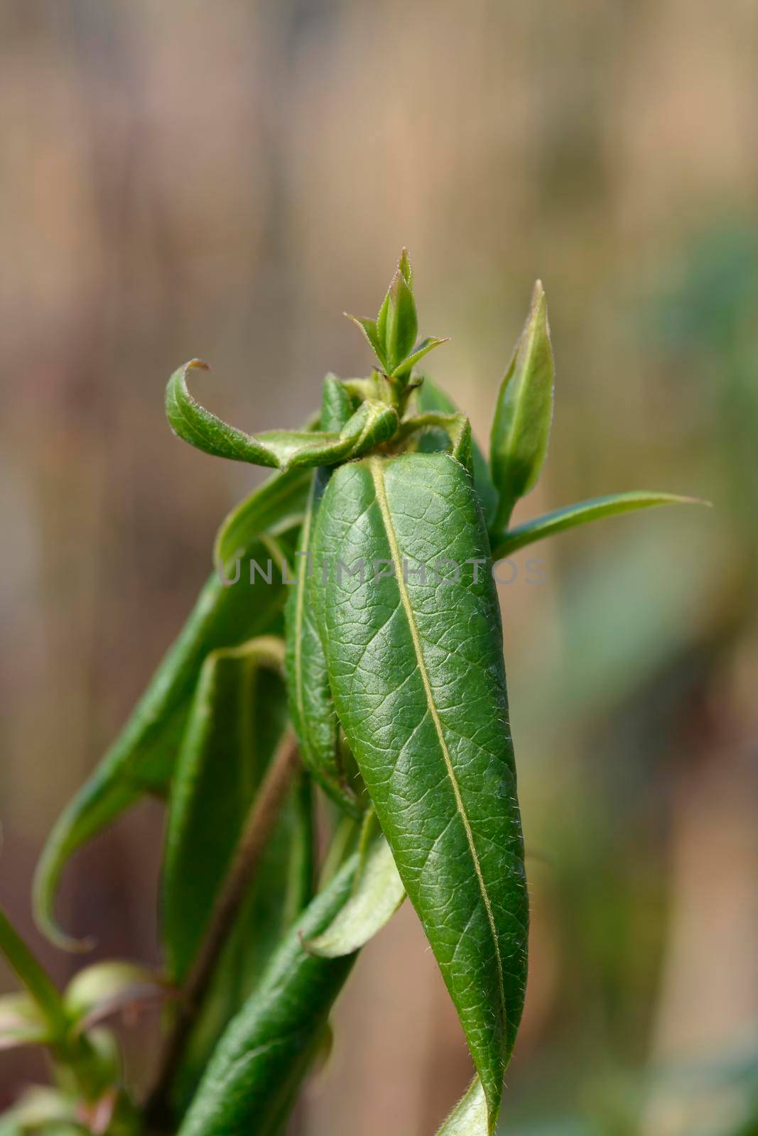 Henrys honeysuckle leaves - Latin name - Lonicera acuminata (Lonicera henryi)