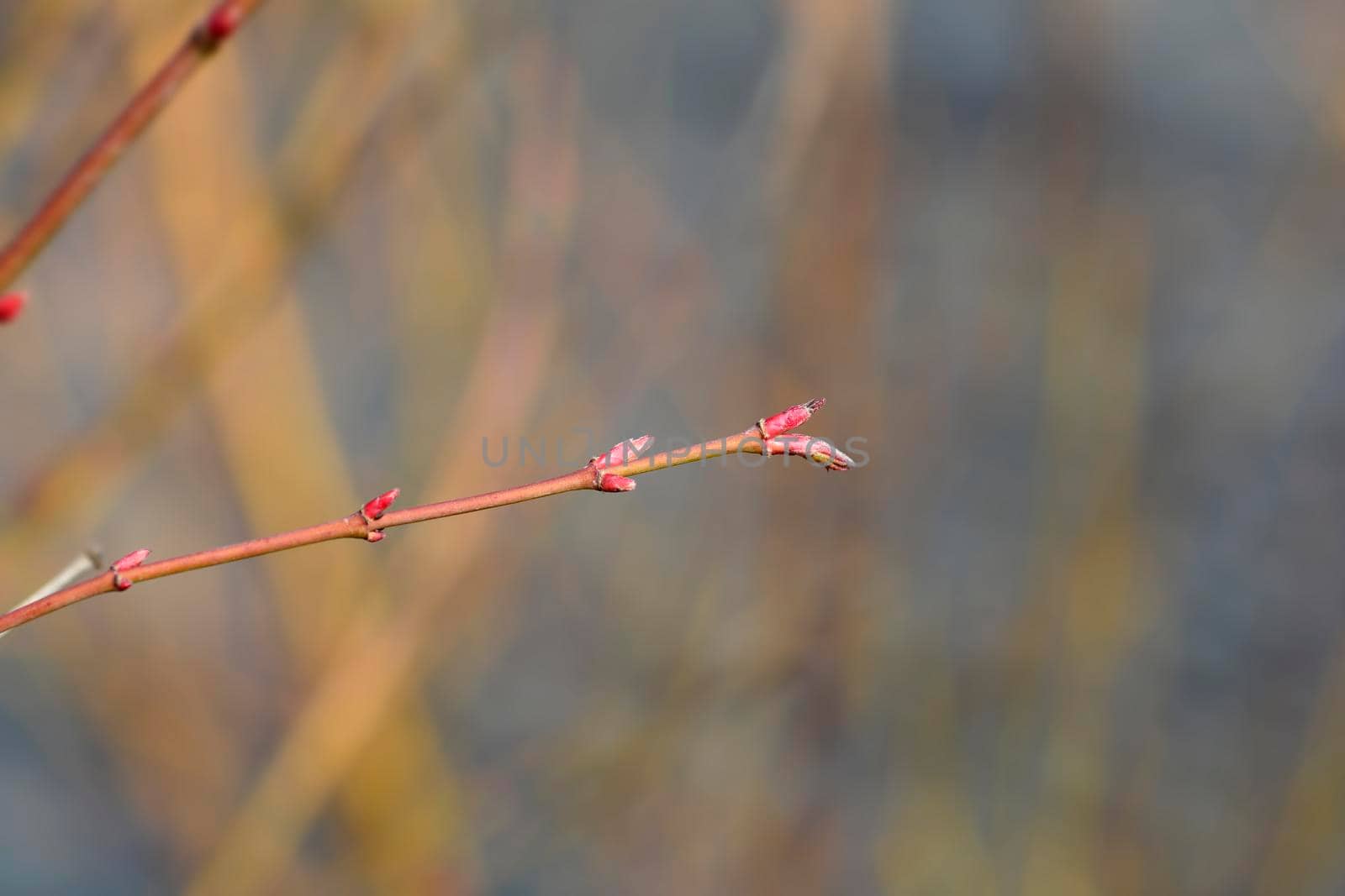 Katsura Japanese Maple branch with new leaves - Latin name - Acer palmatum Katsura