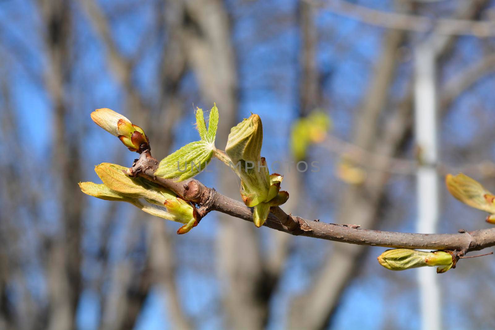 Common horse chestnut branches with leaf buds - Latin name - Aesculus hippocastanum