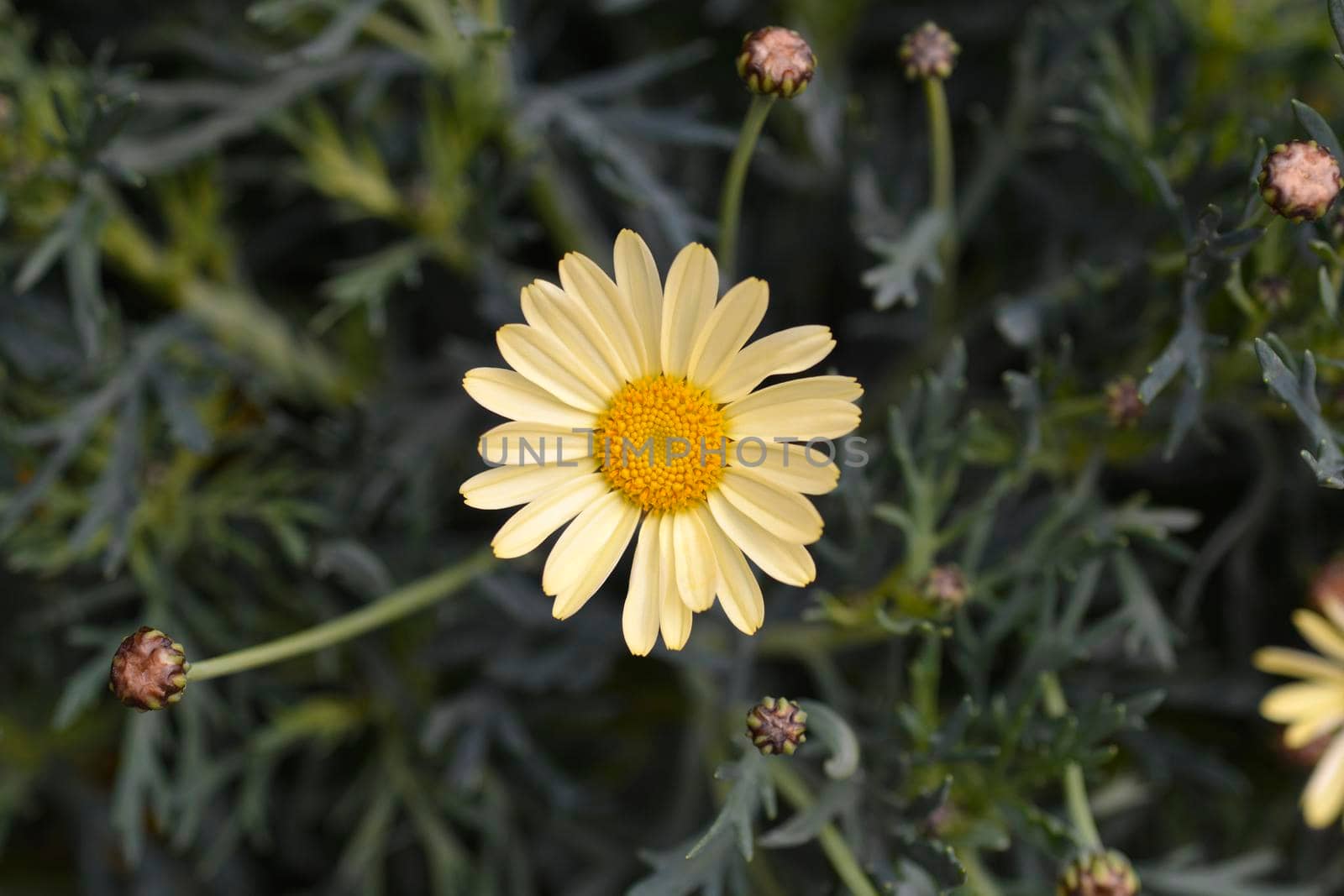 Pale Yellow Marguerite daisy - Latin name - Argyranthemum frutescens