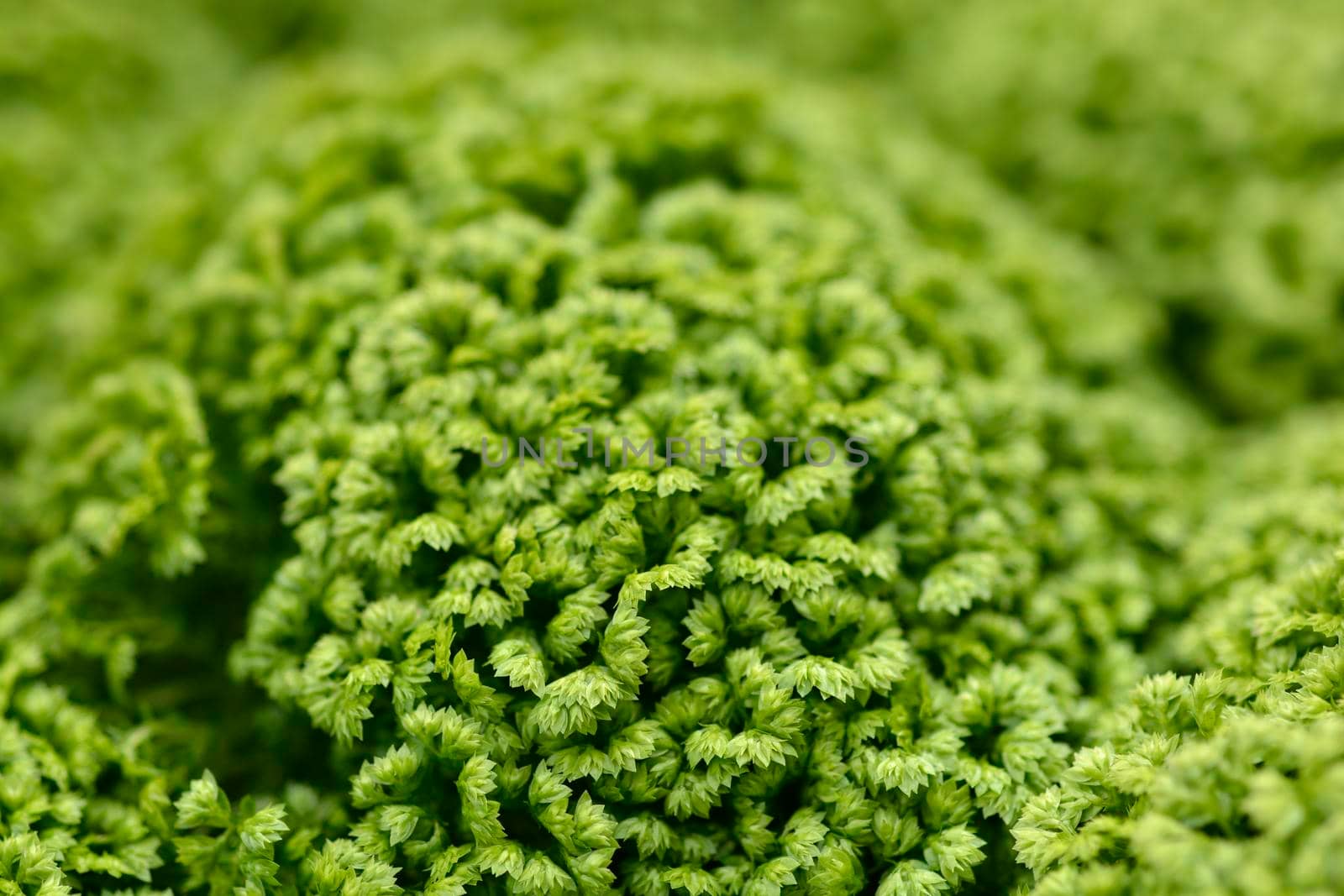 Meadow spikemoss - Latin name - Selaginella apoda