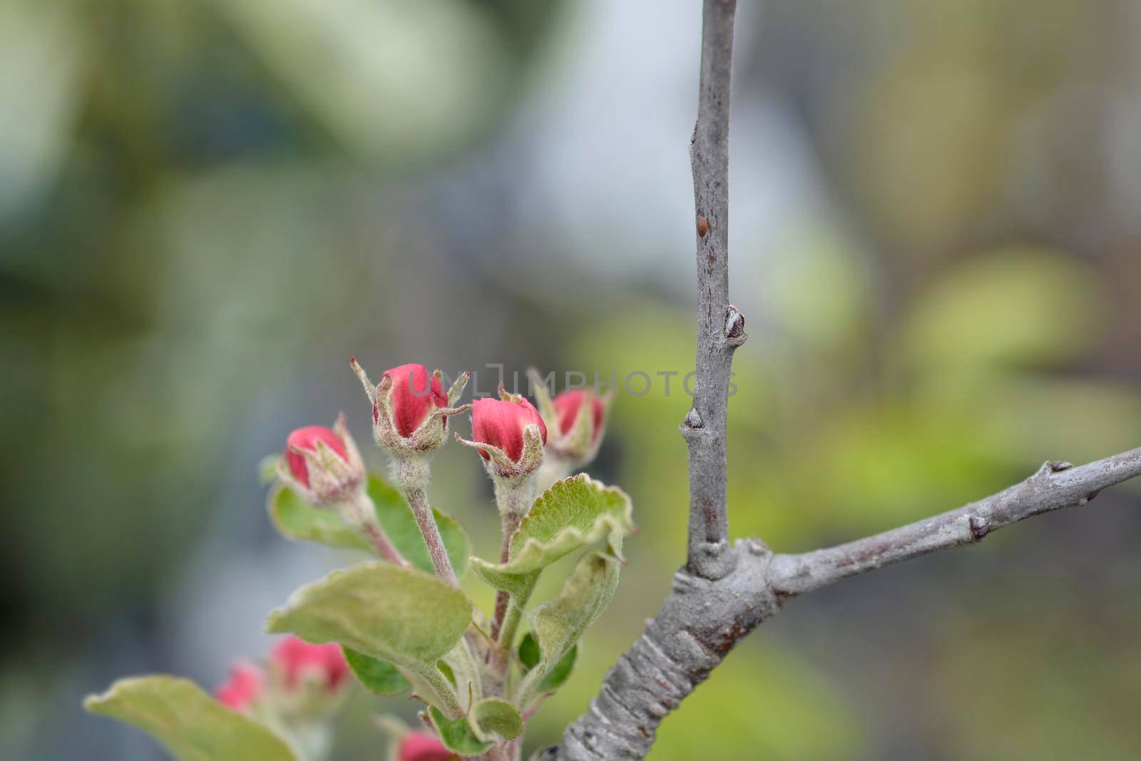 Apple Red Chief flowers - Latin name - Malus domestica Red Chief
