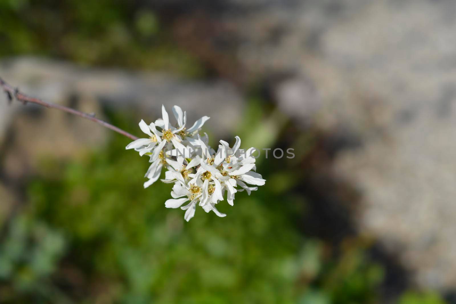 Close up of snowy mespilus branch with white flowers - Latin name - Amelanchier ovalis