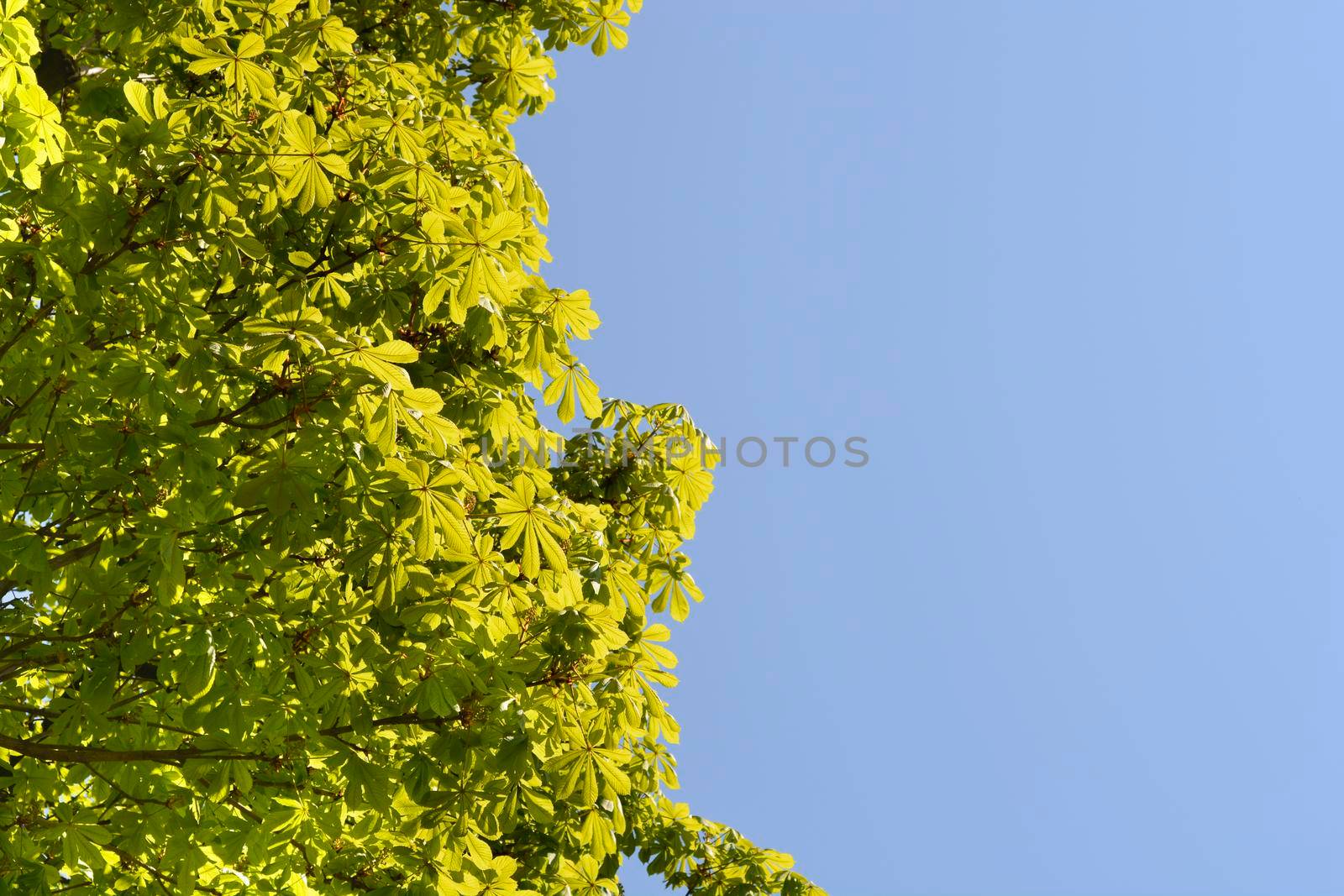 Common horse chestnut branches with leaves against blue sky - Latin name - Aesculus hippocastanum