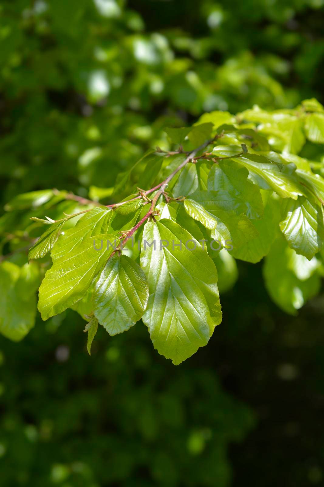Persian ironwood leaves - Latin name - Parrotia persica