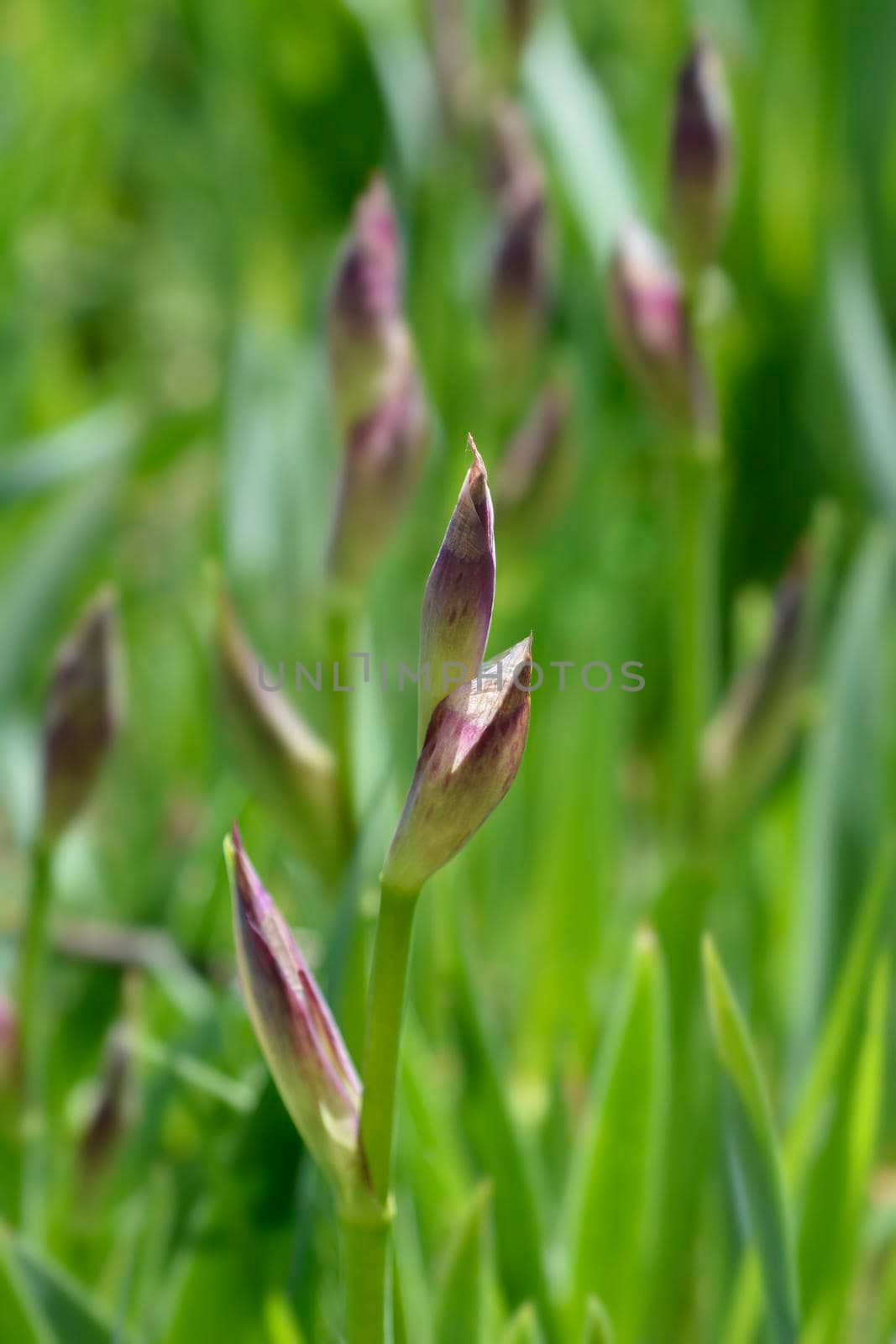 Illyrian iris by nahhan