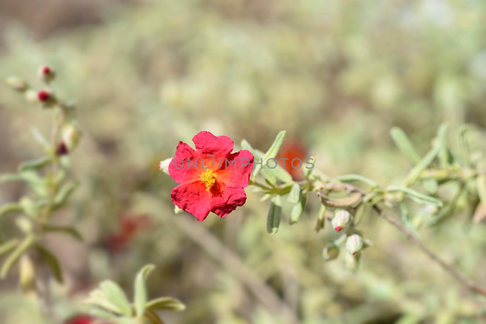 Rock rose Fire Dragon - Latin name - Helianthemum Fire Dragon