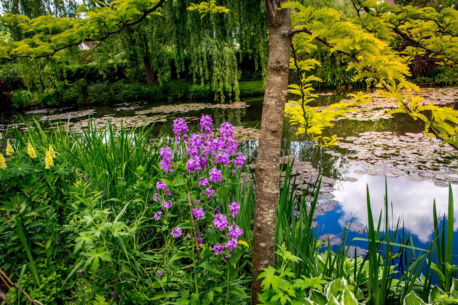 Pond, trees, and waterlilies in a french botanical garden