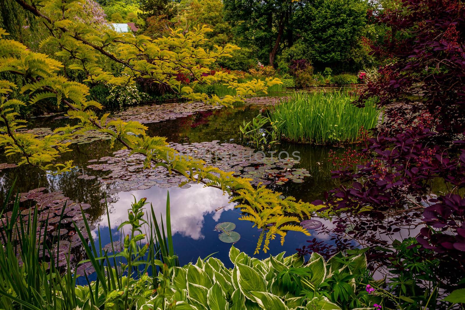 Pond, trees, and waterlilies in a french garden by photogolfer