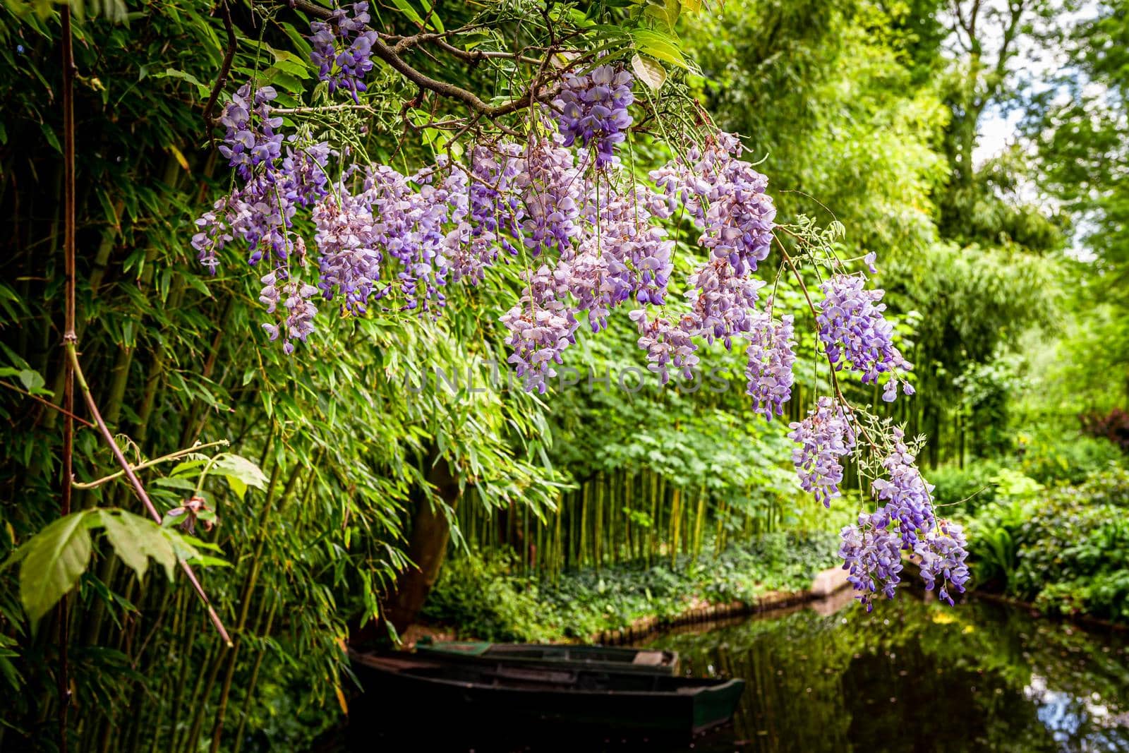 Pond, trees, and waterlilies in a french garden by photogolfer