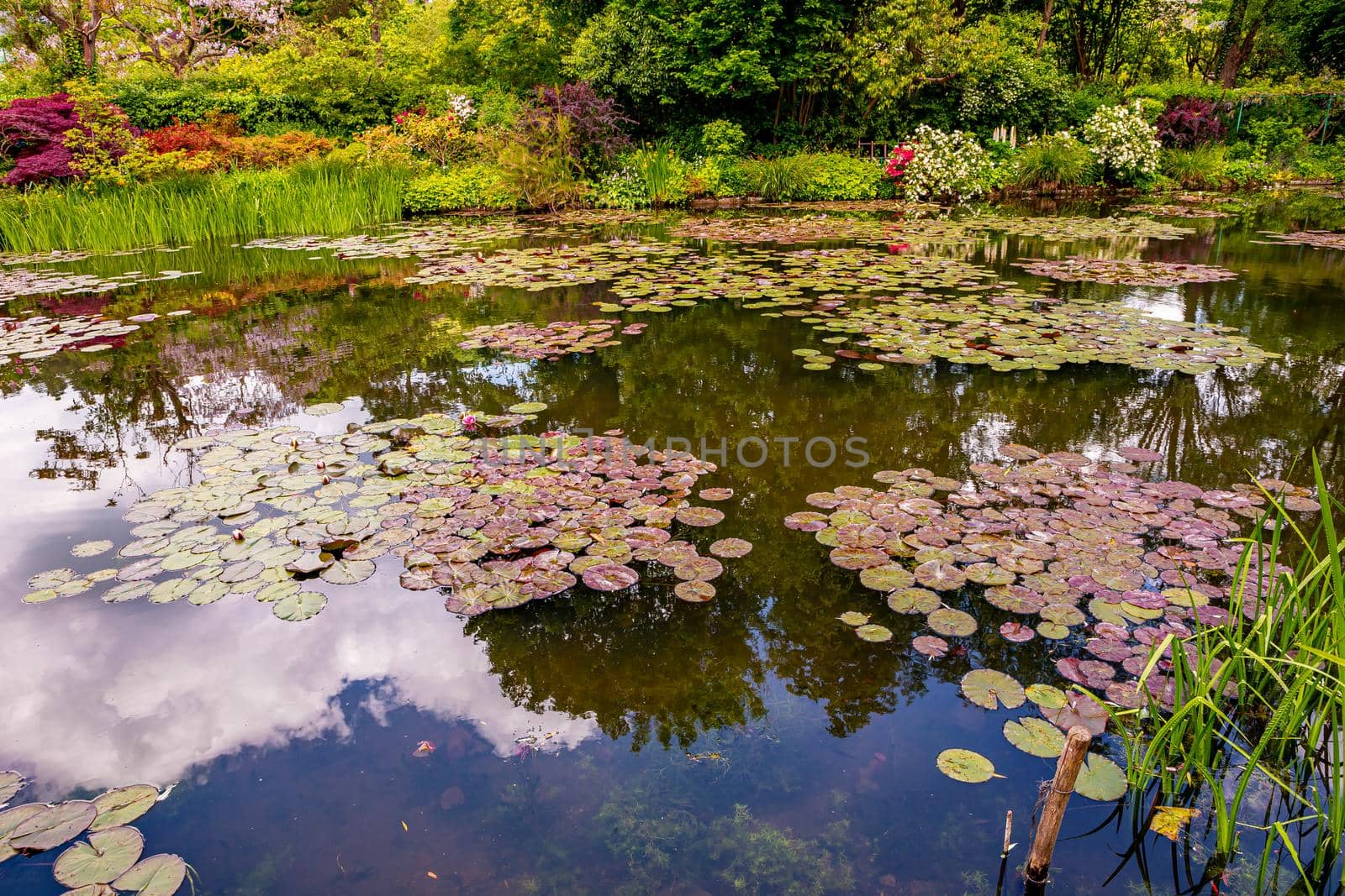 Pond, trees, and waterlilies in a french garden by photogolfer