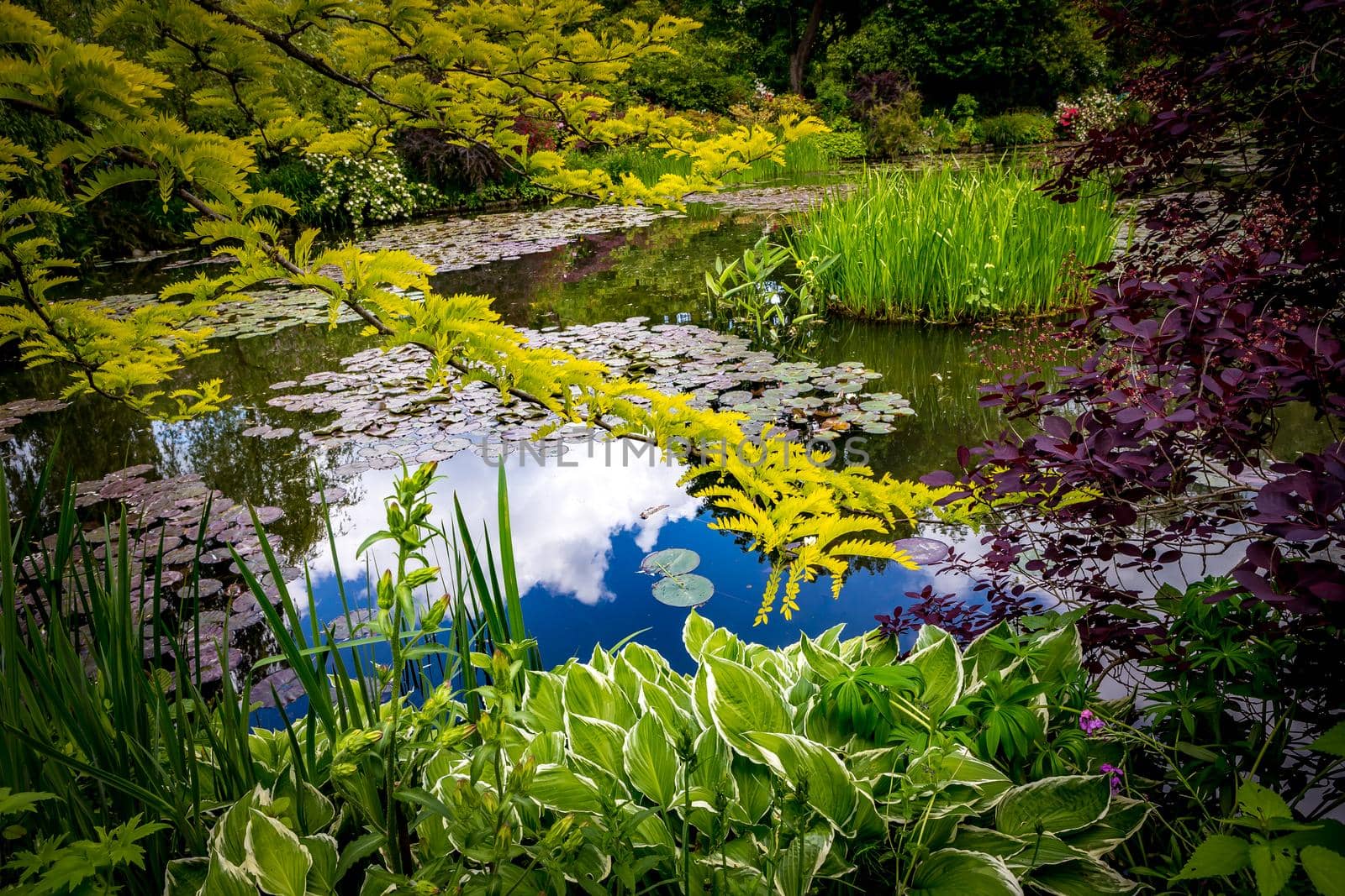 Pond, trees, and waterlilies in a french garden by photogolfer