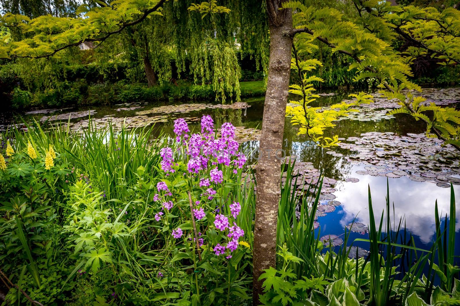 Pond, trees, and waterlilies in a french garden by photogolfer