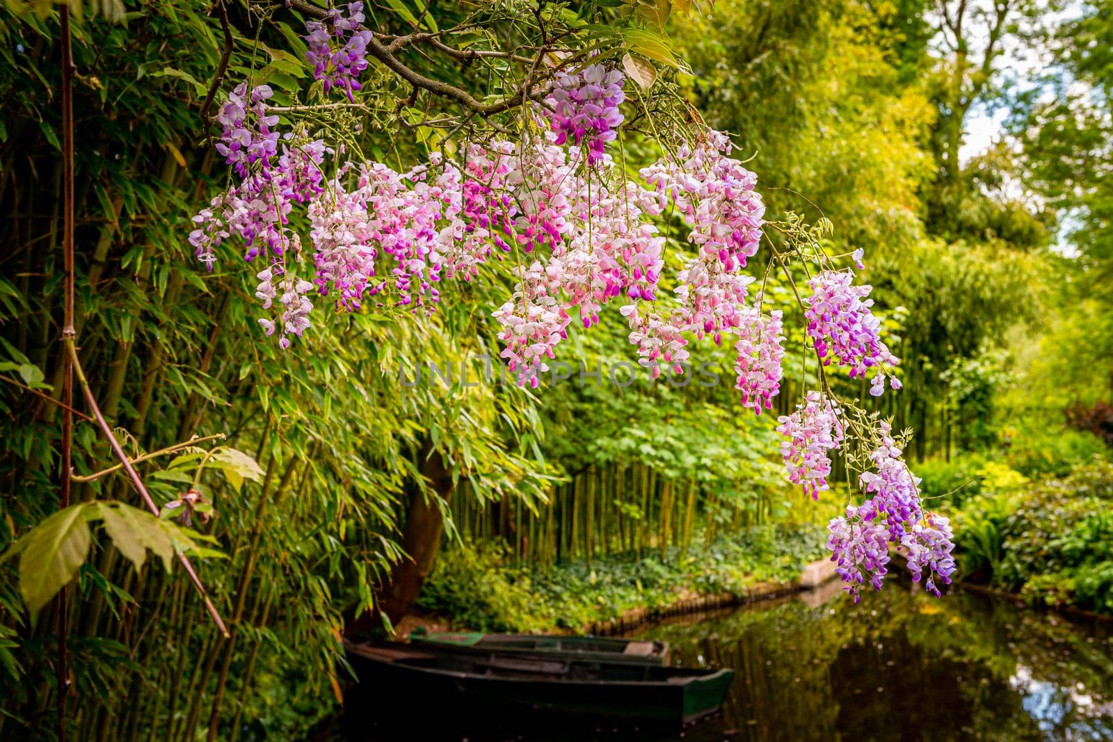 Pond, trees, and waterlilies in a french garden by photogolfer