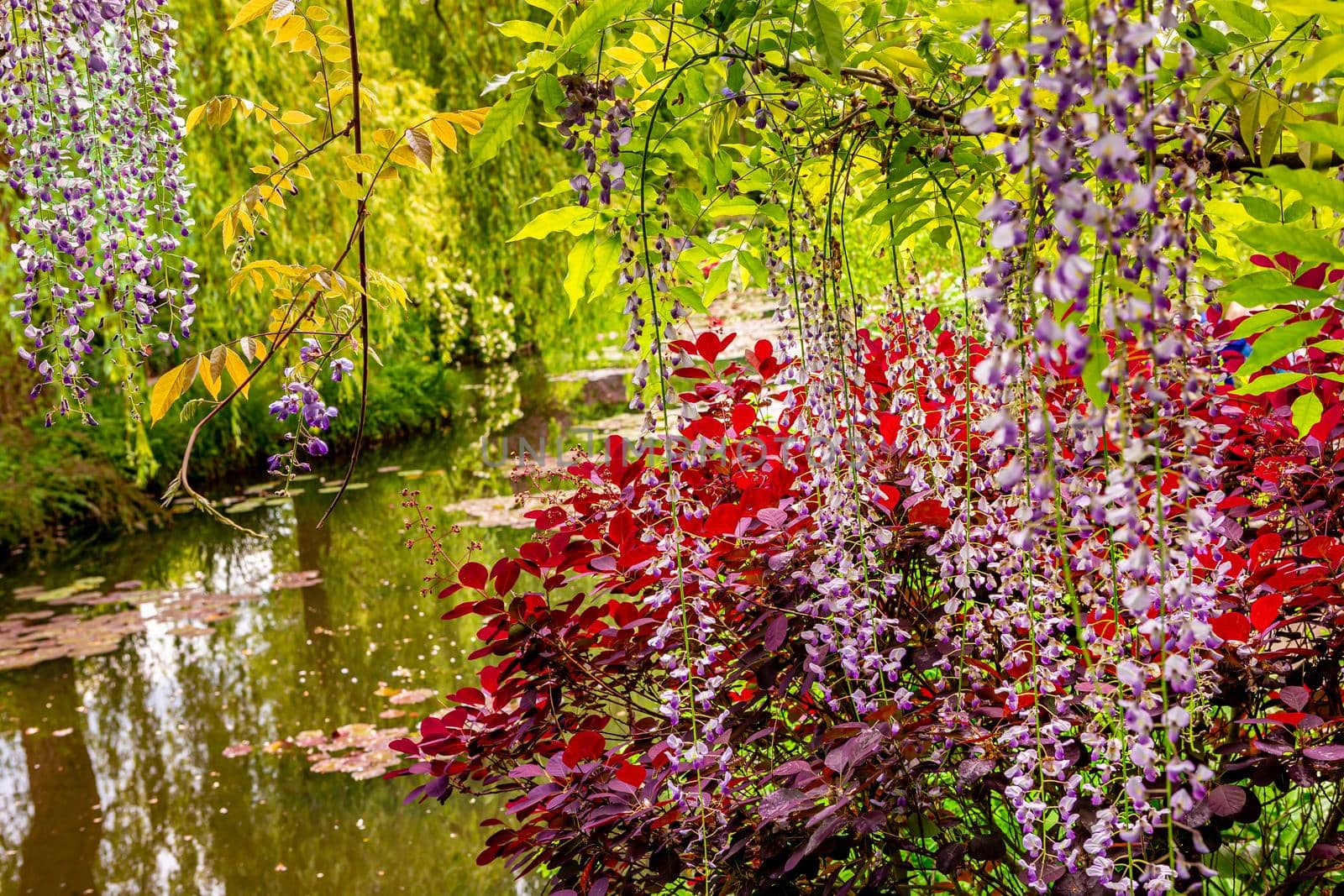 Pond, trees, and waterlilies in a french botanical garden