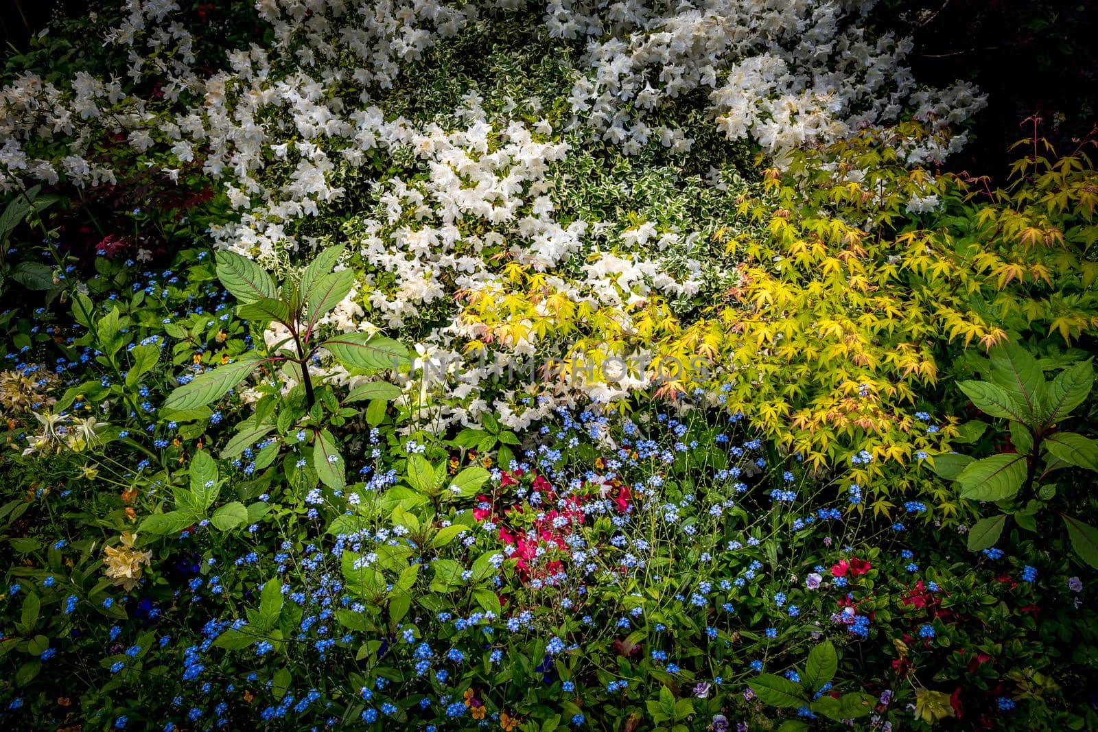 Pond, trees, and waterlilies in a french botanical garden