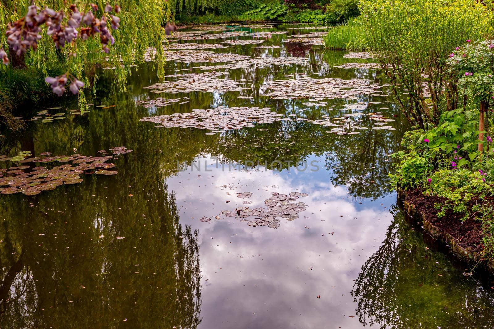 Pond, trees, and waterlilies in a french botanical garden