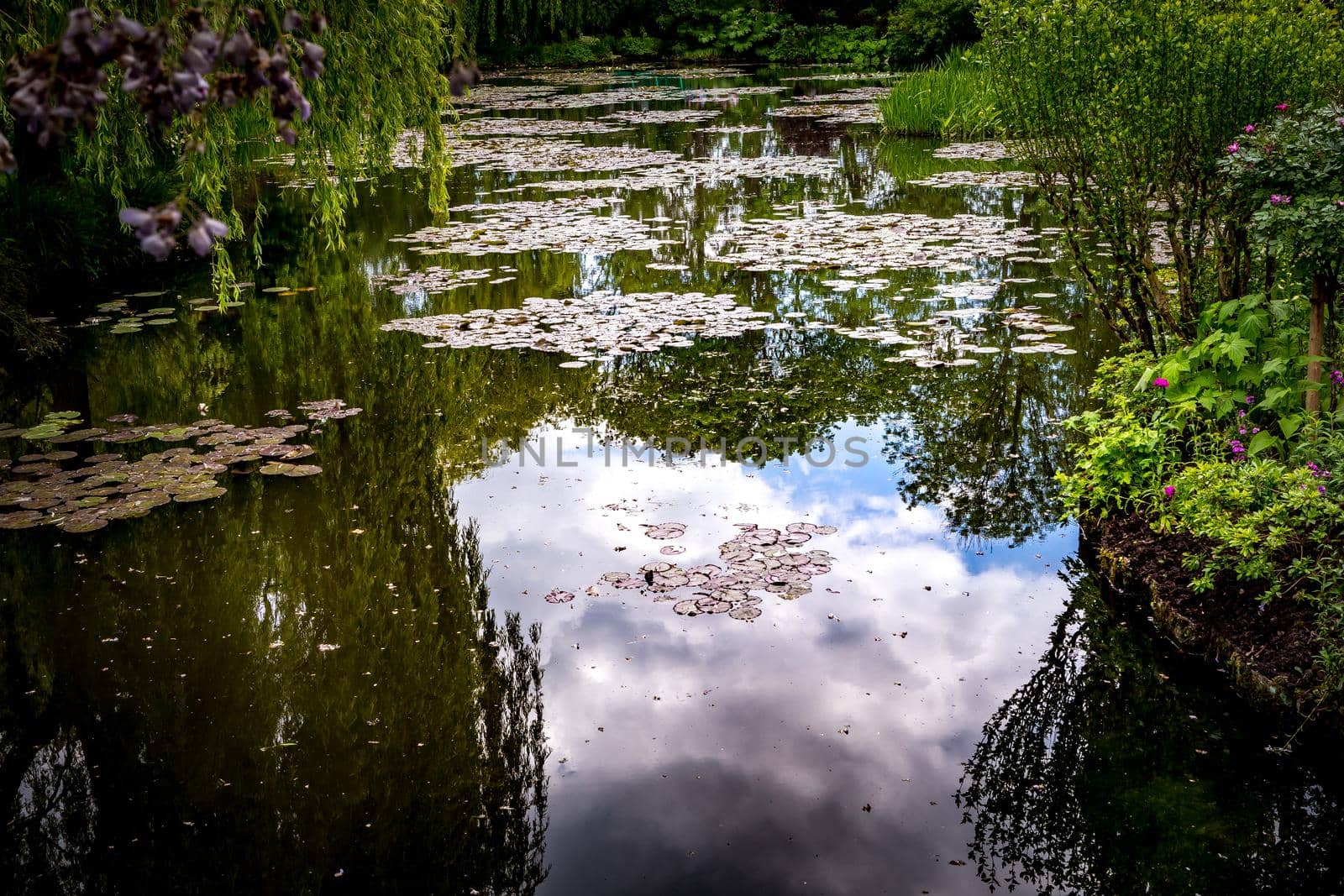 Pond, trees, and waterlilies in a french garden by photogolfer