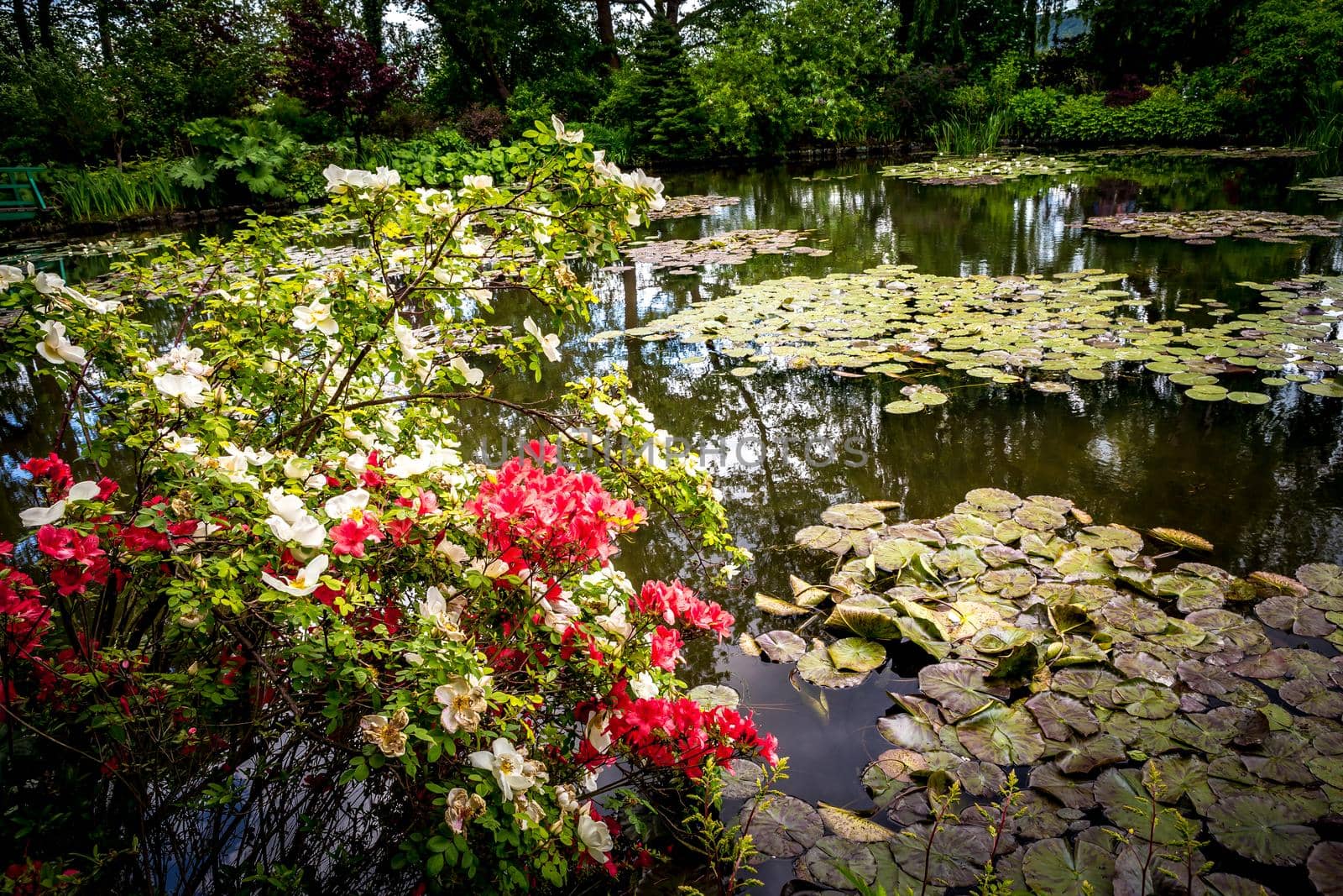 Pond, trees, and waterlilies in a french garden by photogolfer