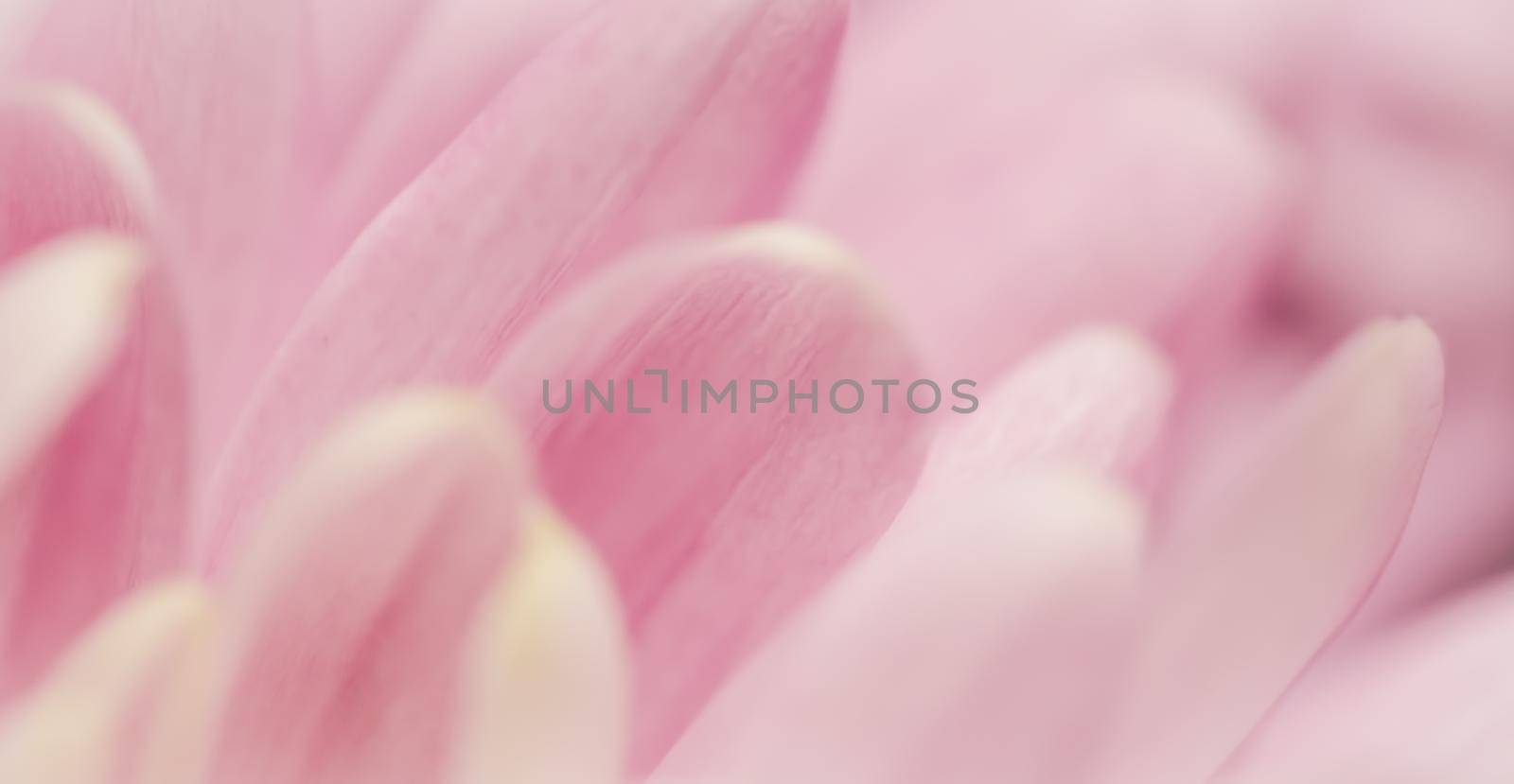 Abstract floral background, pink chrysanthemum flower. Macro flowers backdrop for holiday brand design by Olayola