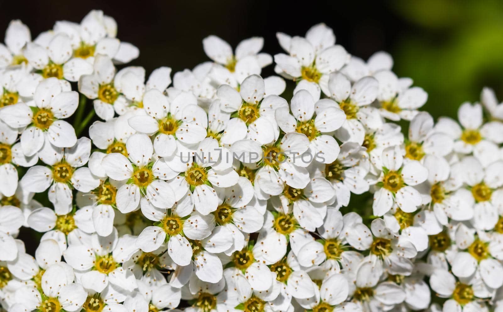 Thunberg Spirea (Spiraea Thunbergii) bush in blossom. Background of white flowers