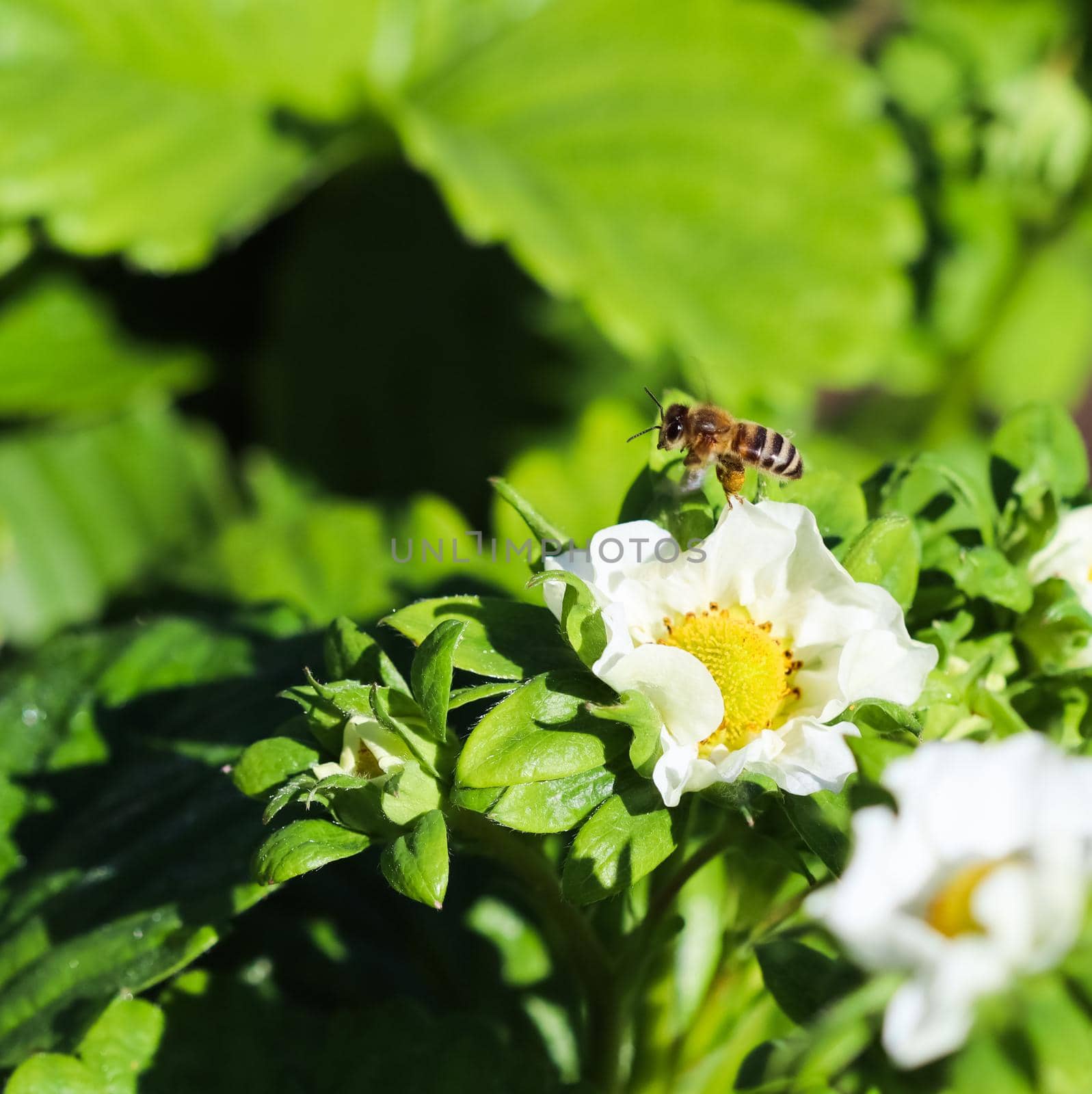 Blooming strawberry with flying bee on an organic farm. Gardening concept