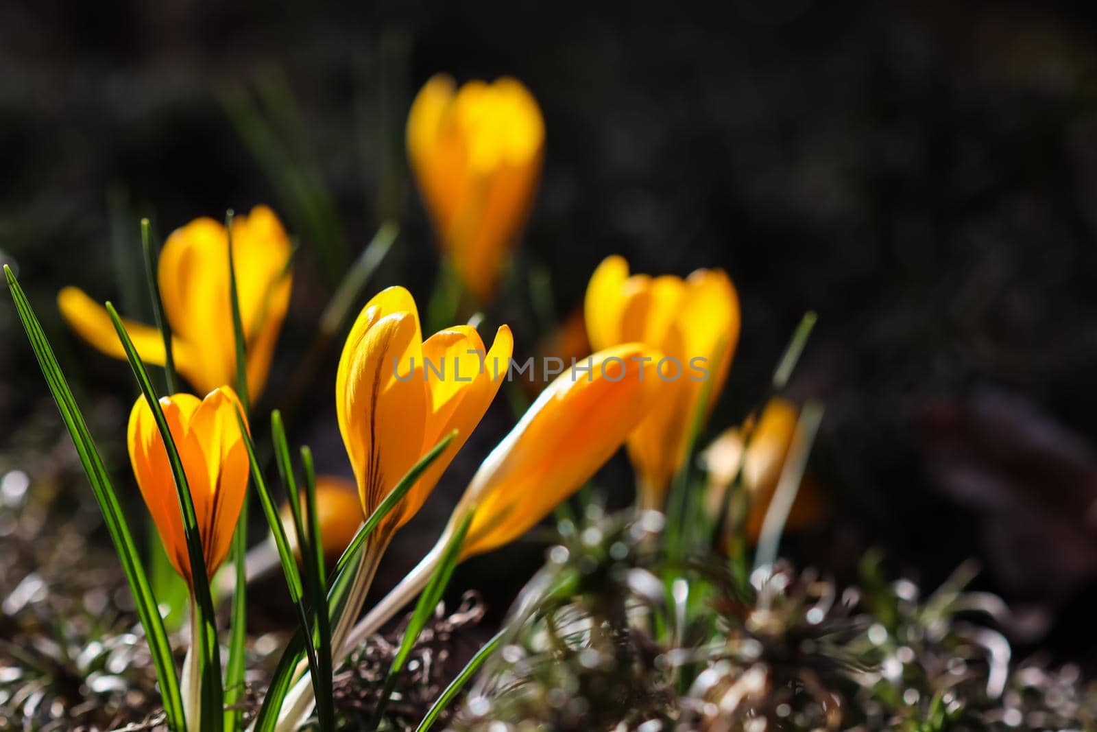 The first yellow crocuses in the spring garden. Botanical concept