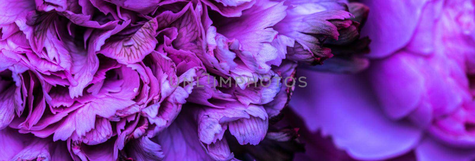 Abstract floral background, blue carnation flower petals. Macro flowers backdrop for holiday brand design.