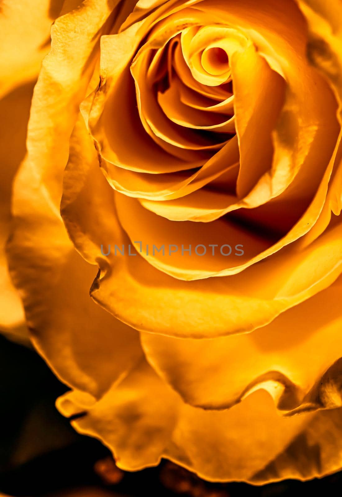 Botanical concept, invitation card - Soft focus, abstract floral background, golden rose flower. Macro flowers backdrop for holiday brand design