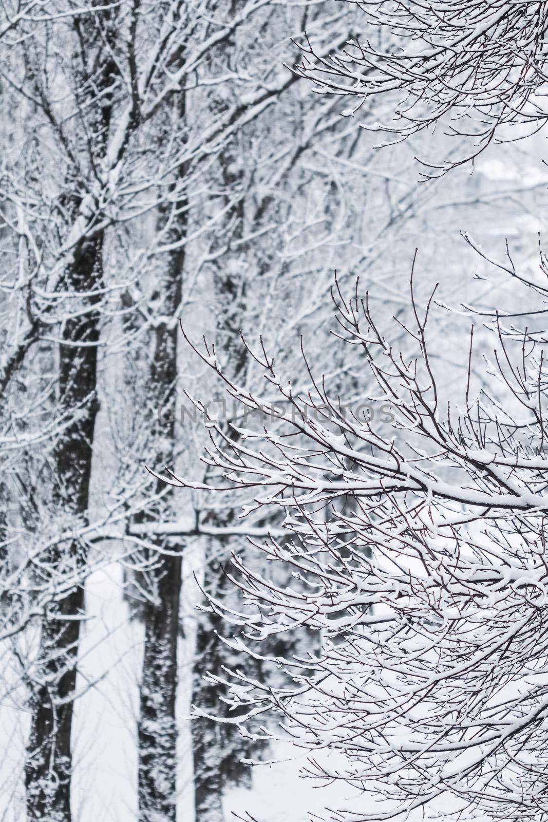 Snowing landscape, winter holiday concept - Fairytale fluffy snow-covered trees branches, nature scenery with white snow and cold weather. Snowfall in winter park. Soft focus