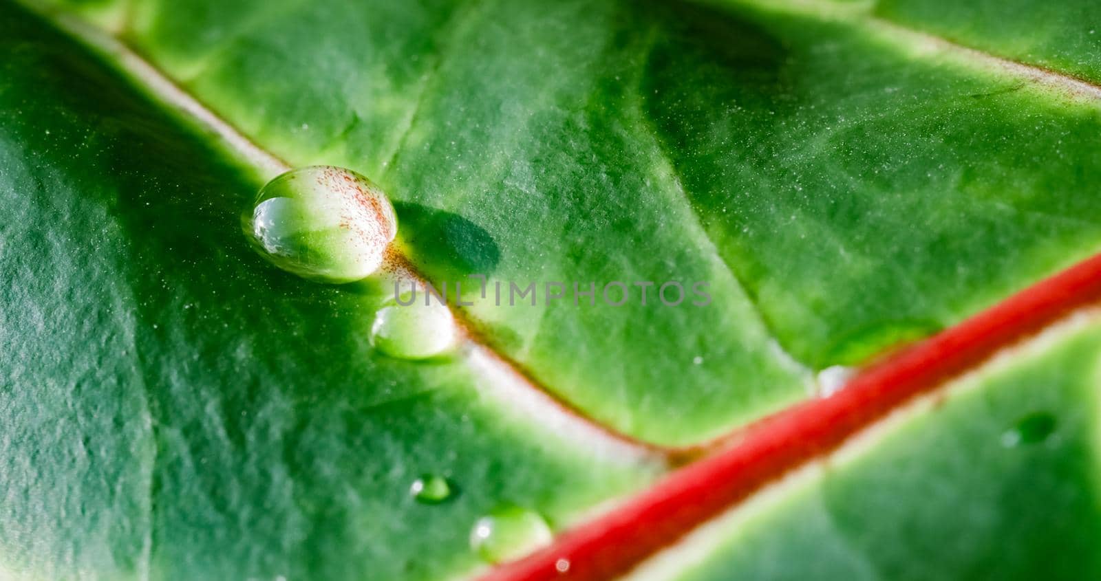 Abstract green background. Macro Croton plant leaf with water drops. Natural backdrop for brand design