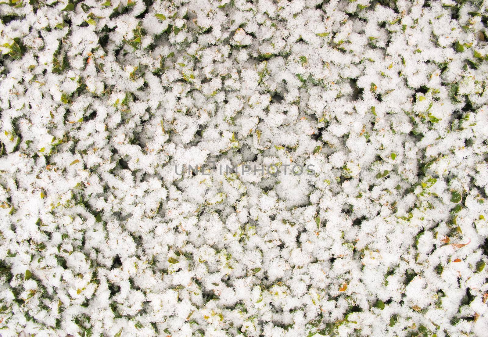 Freshly fallen snow on the leaves of the plant in the garden. Texture background Christmas time