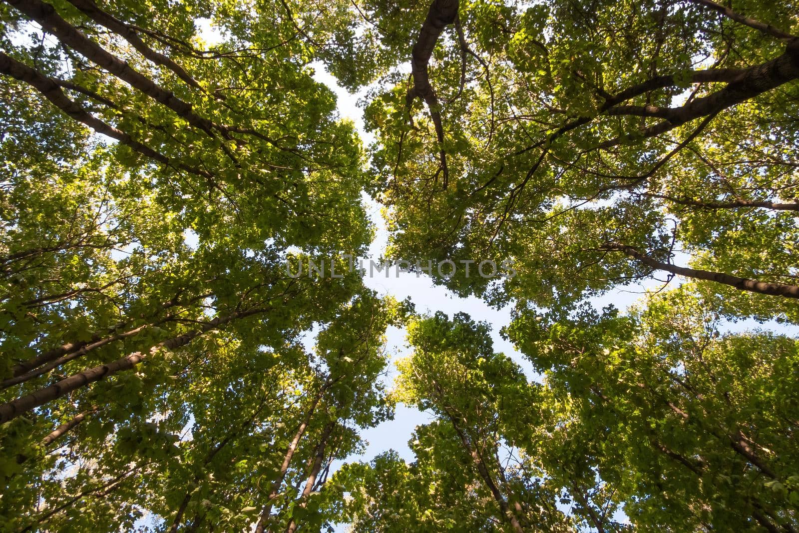 Green forest on a sunny day, bottom up view