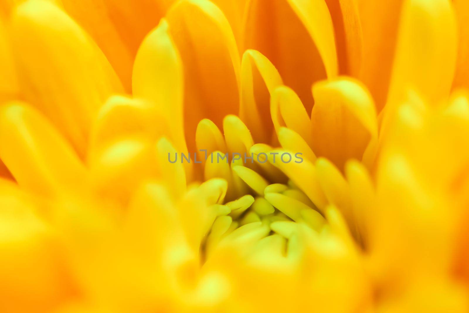 Abstract floral background, yellow chrysanthemum flower. Macro flowers backdrop for holiday brand design by Olayola