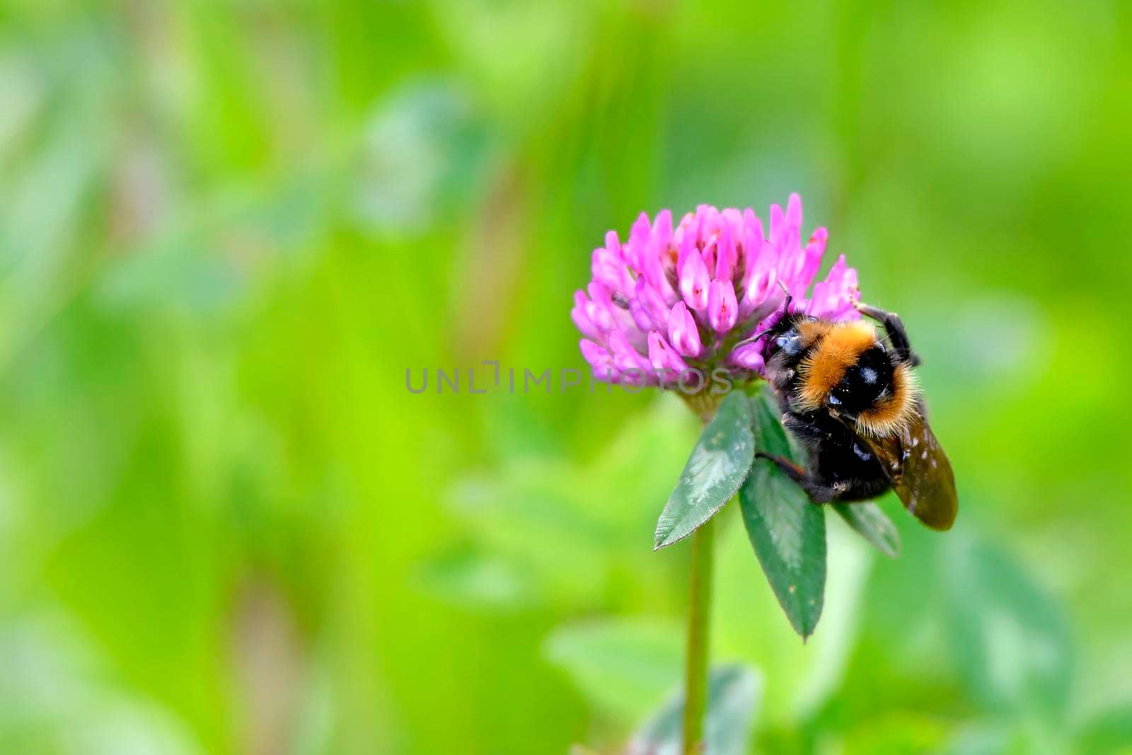 crimson clover with flower and red-tailed bumblebee by Jochen