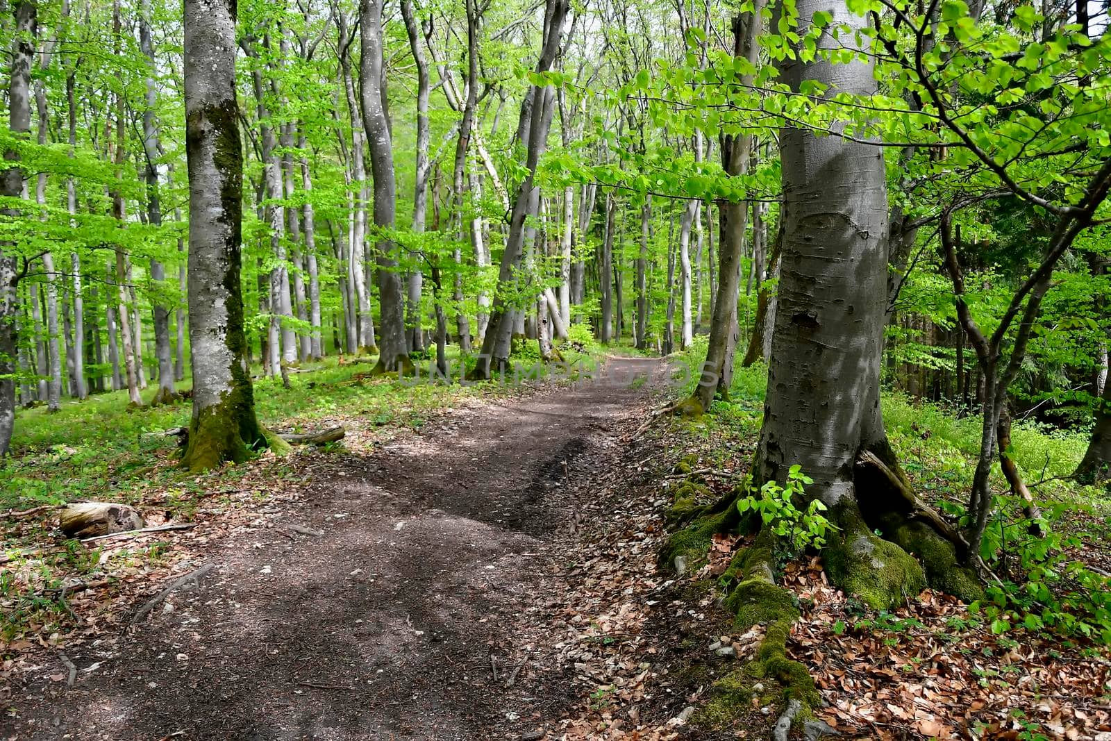 forest in springtime with first green leaves by Jochen